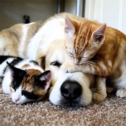 How To Make Life Easier For Your Old Dog Or Cat...